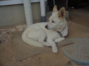 DSC09491.JPG アップ