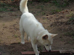 DSC00031.JPG アップ