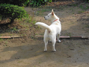 DSC00035 (1) トリミング、アップ。