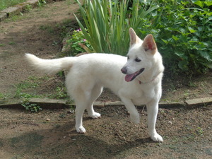 DSC03235 (1) アップ。