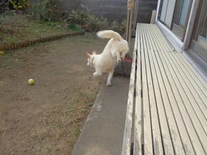 DSC06246 (1) アップ
