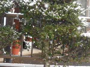 DSC07844.JPG 10:08 降雪 (1)