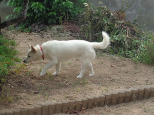 DSC09502.JPG アップ