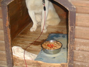 DSC03195.JPG 小屋に入れてお食べない。