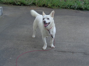 DSC04012.JPG アップ
