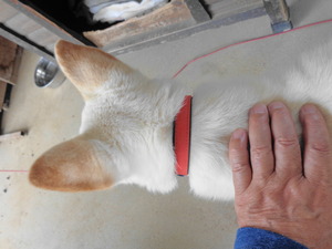 DSC04544 (1) 番犬お利口さん。