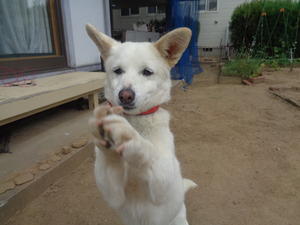 DSC08290.JPG アップ