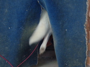 DSC08058.JPG アップ 8:56 お休みなさい (1)