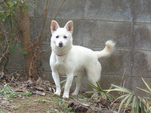 DSC08060 (1) アップ