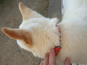 DSC05451 (1) アップ