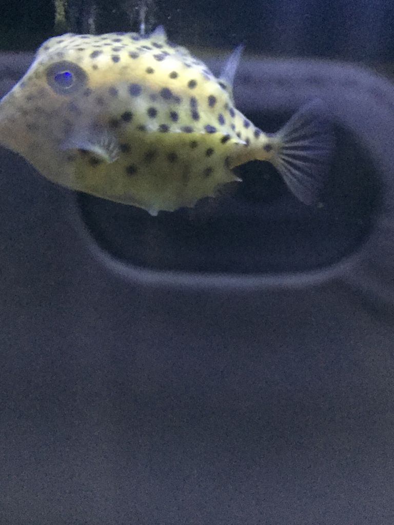 竹島水族館 愛知 日本一の小規模水族館が面白すぎる ぷてらぽごんのお魚レポート 水族館ブログ