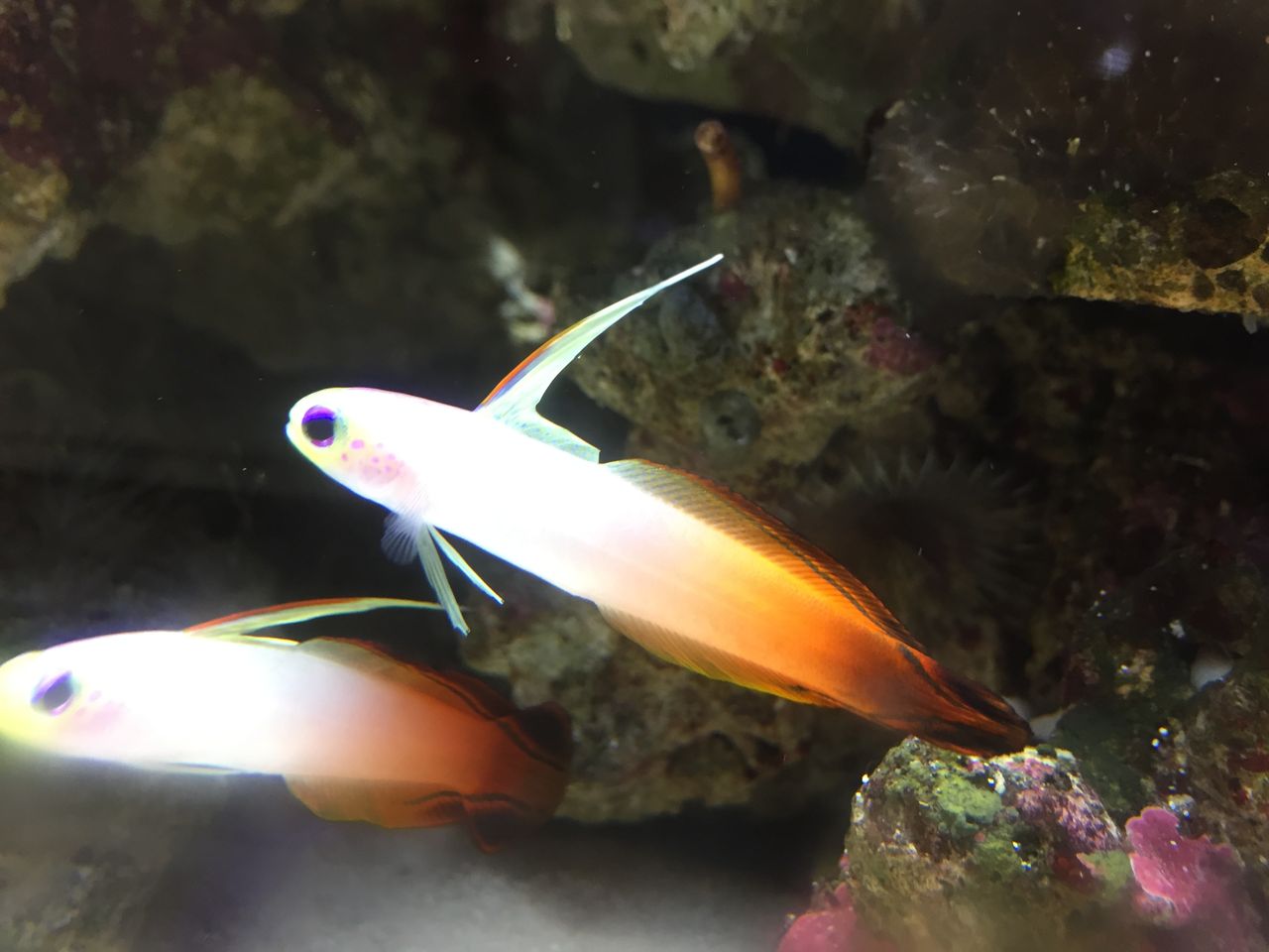 沼津深海水族館 静岡 世界で唯一シーラカンスな水族館 ぷてらぽごんのお魚レポート 水族館ブログ