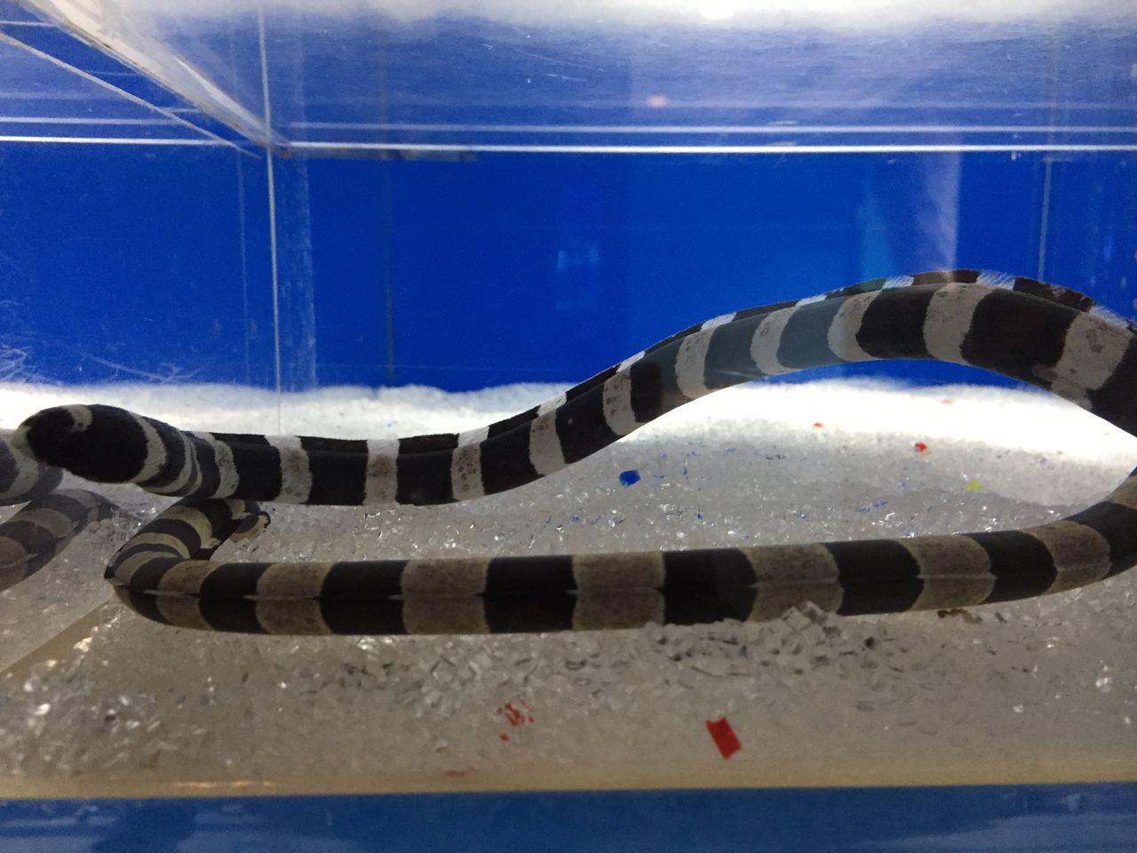 東海大学海洋博物館 静岡 大学が水族館持ってるとか浦山 ぷてらぽごんのお魚レポート 水族館ブログ 東海大学海洋博物館 静岡 大学が水族館持ってるとか浦山 ぷてらぽごんのお魚レポート 水族館ブログ