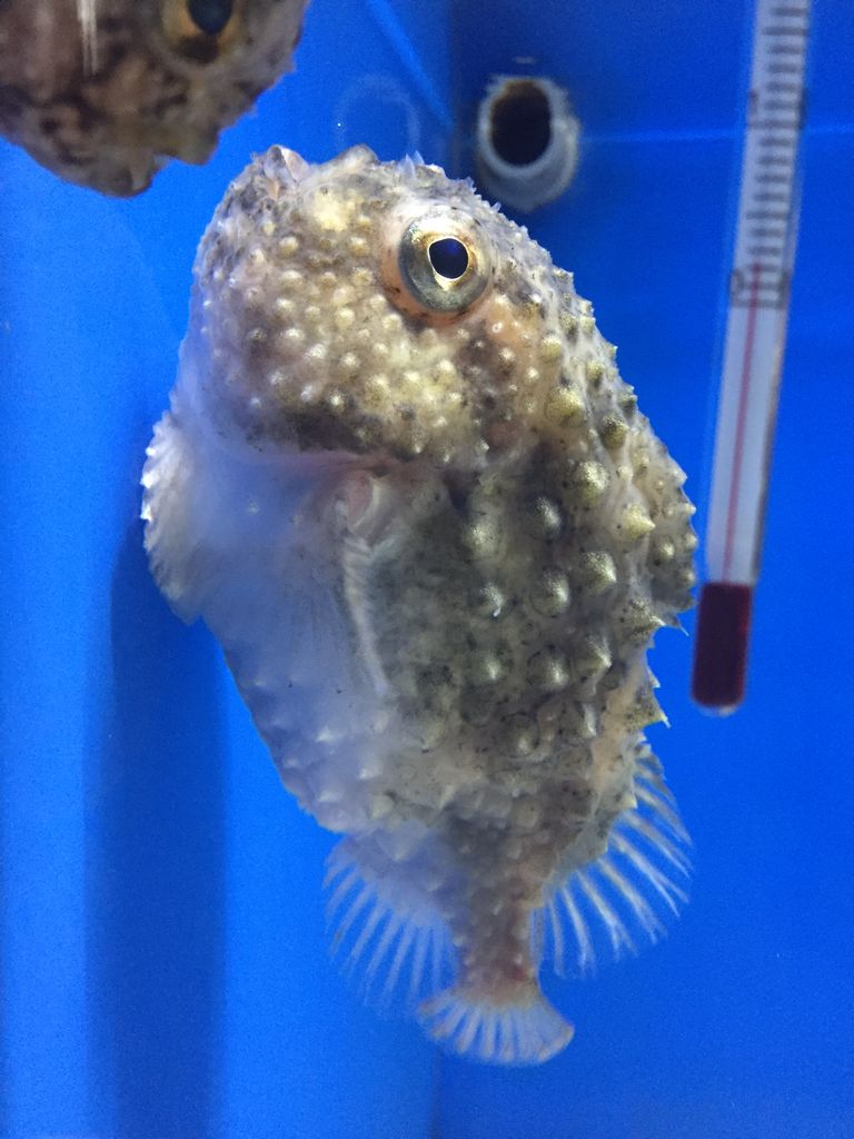 越前松島水族館 福井 地味にマンボウがいる水族館 ぷてらぽごんのお魚レポート 水族館ブログ