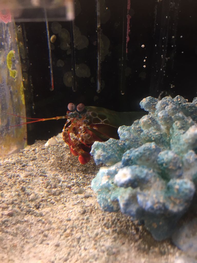 ヨコハマおもしろ 赤ちゃん水族館 神奈川 中華街の水族館 ぷてらぽごんのお魚レポート 水族館ブログ ヨコハマおもしろ 赤ちゃん水族館 神奈川 中華街の水族館 ぷてらぽごんのお魚レポート 水族館ブログ