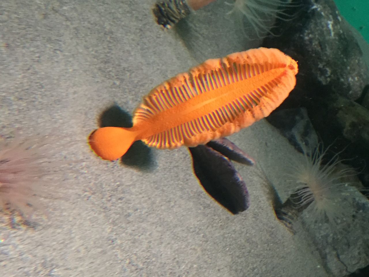 葛西臨海水族園 東京 夢の国 ぷてらぽごんのお魚レポート 水族館ブログ