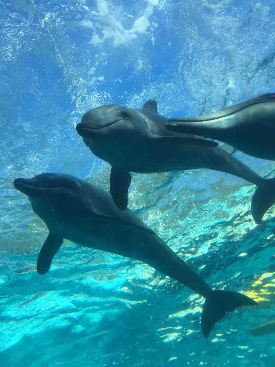 太地町くじらの博物館 和歌山県 世界トップクラスのクジラ特化水族館 ぷてらぽごんのお魚レポート 水族館ブログ 太地町くじらの博物館 和歌山県 世界トップクラスのクジラ特化水族館 ぷてらぽごんのお魚レポート 水族館ブログ