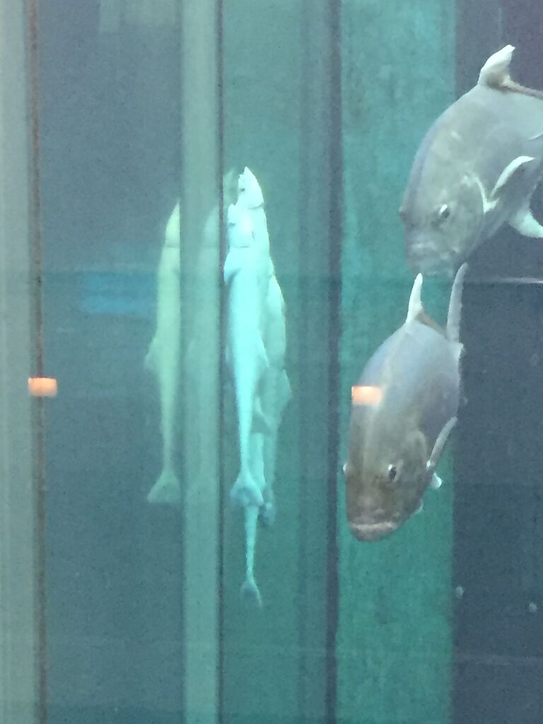 城崎マリンワールド 兵庫 コロナに負けるな 水族館行けないなら 以下略 ぷてらぽごんのお魚レポート 水族館ブログ 城崎マリンワールド 兵庫 コロナに負けるな 水族館行けないなら 以下略 ぷてらぽごんのお魚レポート 水族館ブログ