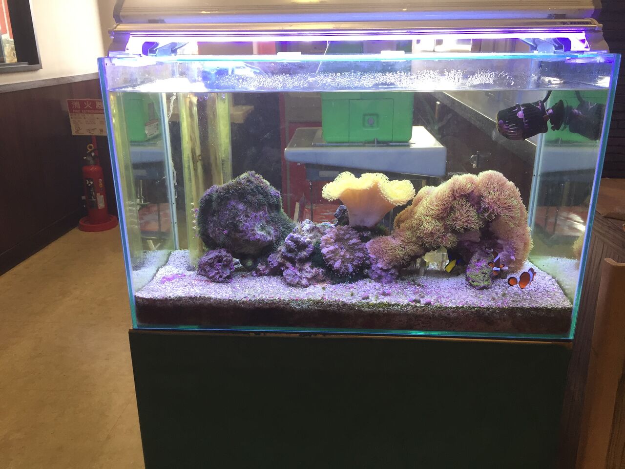 マリホ水族館 広島 広島の新人気鋭 ぷてらぽごんのお魚レポート 水族館ブログ マリホ水族館 広島 広島の新人気鋭 ぷてらぽごんのお魚レポート 水族館ブログ