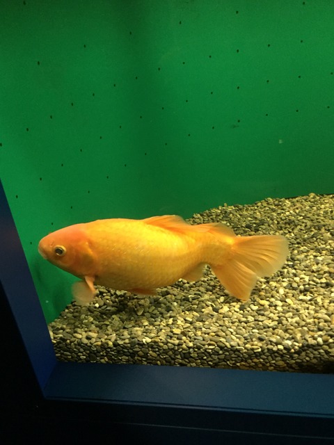 志摩マリンランド２ 古代水族館 マンボウその他 ぷてらぽごんのお魚レポート 水族館ブログ