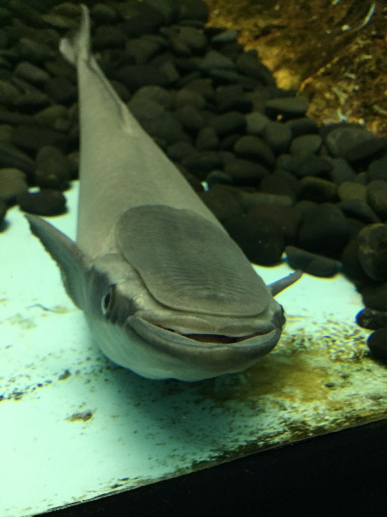 志摩マリンランド 三重 神社のある水族館 ぷてらぽごんのお魚レポート 水族館ブログ 志摩マリンランド 三重 神社のある水族館 ぷてらぽごんのお魚レポート 水族館ブログ