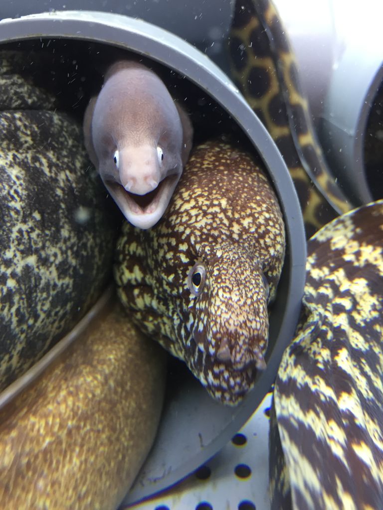 むろと廃校水族館 高知 元小学校の高知の新名所 ぷてらぽごんのお魚レポート 水族館ブログ むろと廃校水族館 高知 元小学校の高知の新名所 ぷてらぽごんのお魚レポート 水族館ブログ
