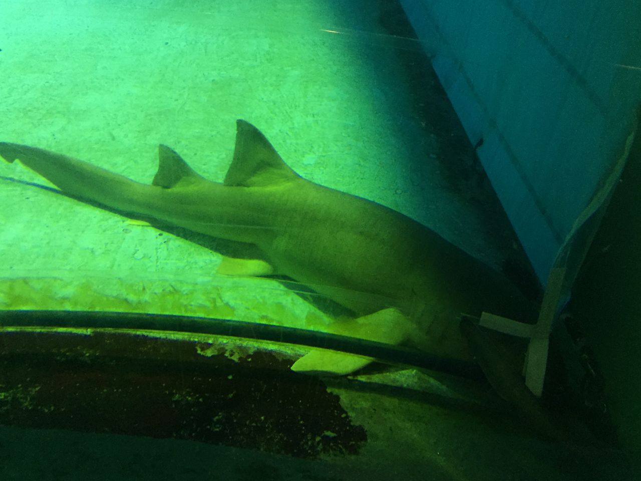 志摩マリンランド２ 古代水族館 マンボウその他 ぷてらぽごんのお魚レポート 水族館ブログ