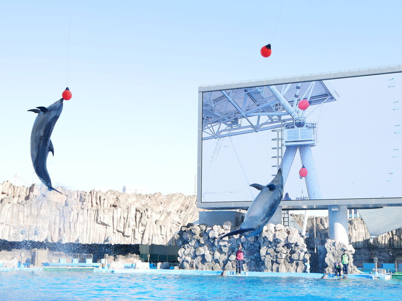 名古屋港水族館 愛知 日本一オススメできる水族館 ぷてらぽごんのお魚レポート 水族館ブログ 名古屋港水族館 愛知 日本一オススメできる水族館 ぷてらぽごんのお魚レポート 水族館ブログ