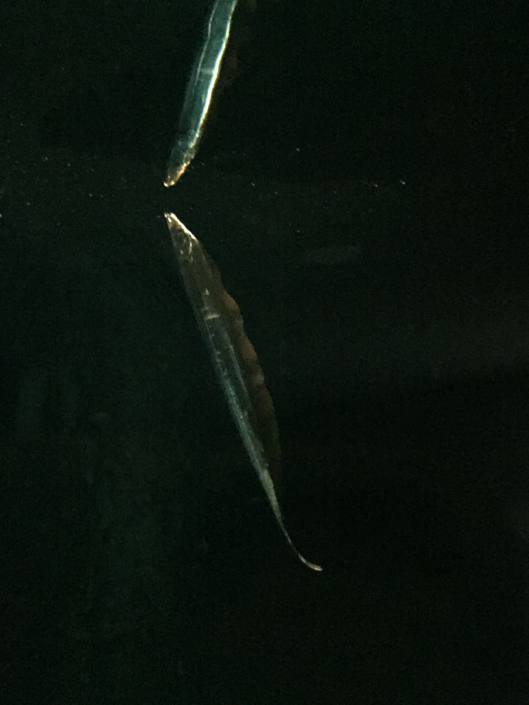 葛西臨海水族園 東京 夢の国 ぷてらぽごんのお魚レポート 水族館ブログ