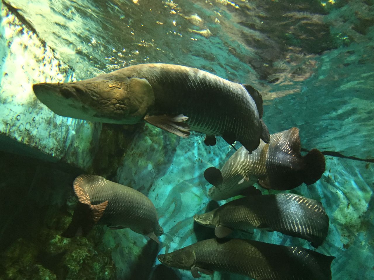 志摩マリンランド２ 古代水族館 マンボウその他 ぷてらぽごんのお魚レポート 水族館ブログ