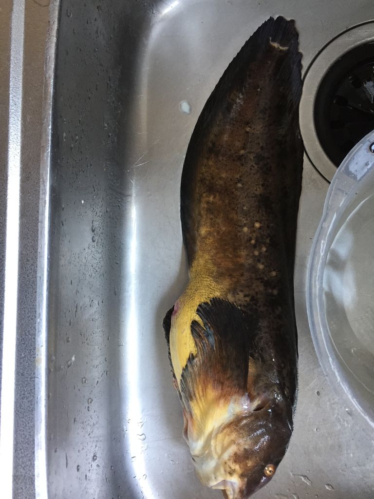 珍魚料理 クサウオ食べてみた ぷてらぽごんのお魚レポート 水族館ブログ 珍魚料理 クサウオ食べてみた ぷてらぽごんのお魚レポート 水族館ブログ
