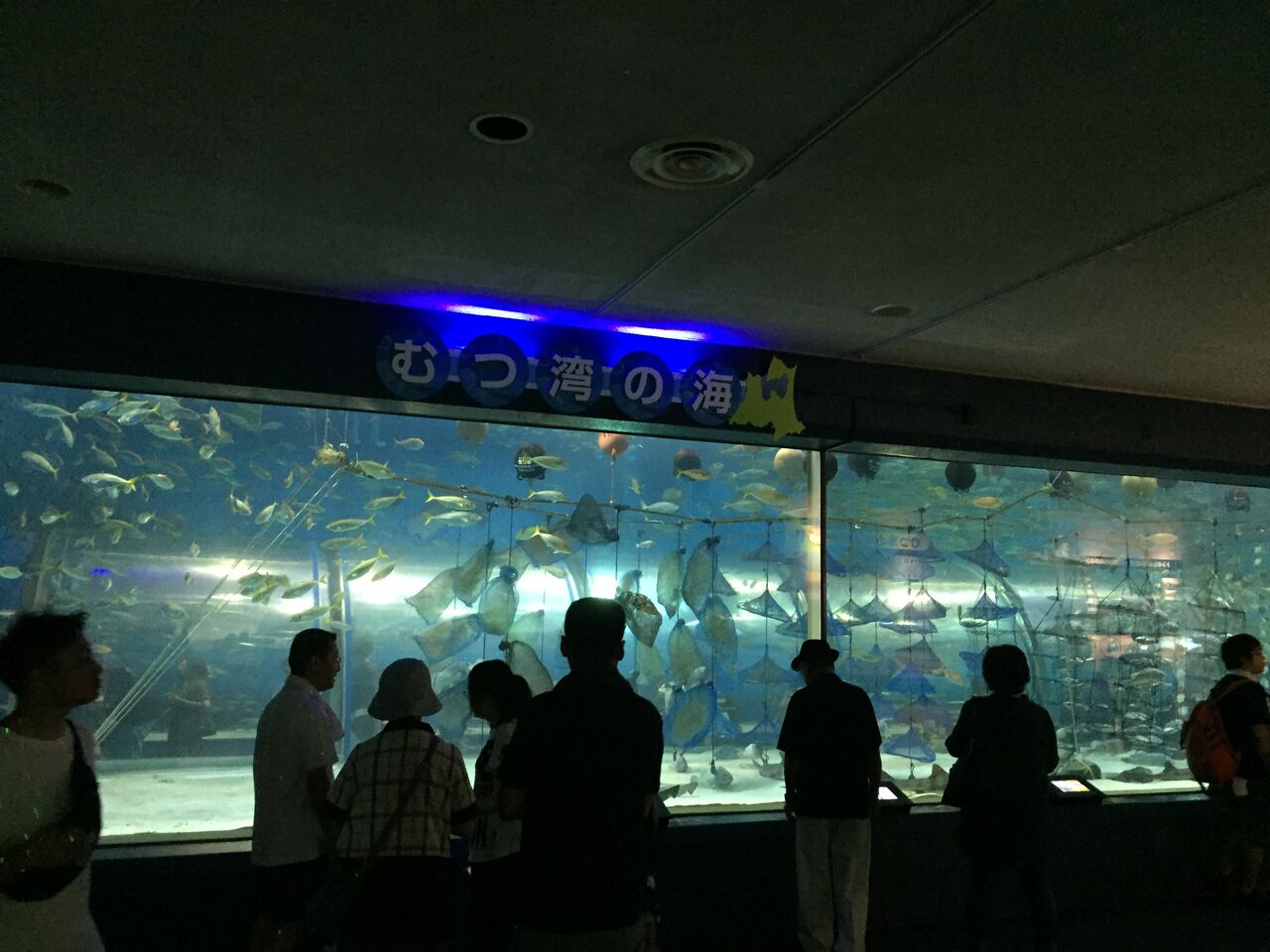 浅虫水族館 青森 本州最北の地で極上のイルカショーを見る ぷてらぽごんのお魚レポート 水族館ブログ 浅虫水族館 青森 本州最北の地で極上のイルカショーを見る ぷてらぽごんのお魚レポート 水族館ブログ