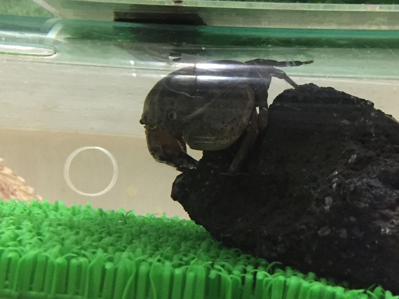 ヨコハマおもしろ 赤ちゃん水族館 神奈川 中華街の水族館 ぷてらぽごんのお魚レポート 水族館ブログ ヨコハマおもしろ 赤ちゃん水族館 神奈川 中華街の水族館 ぷてらぽごんのお魚レポート 水族館ブログ