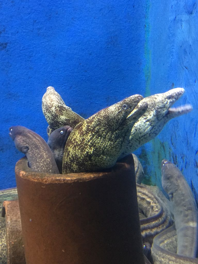 新屋島水族館 香川 日本一ブッ飛んだイルカショー ぷてらぽごんのお魚レポート 水族館ブログ 新屋島水族館 香川 日本一ブッ飛んだイルカショー ぷてらぽごんのお魚レポート 水族館ブログ
