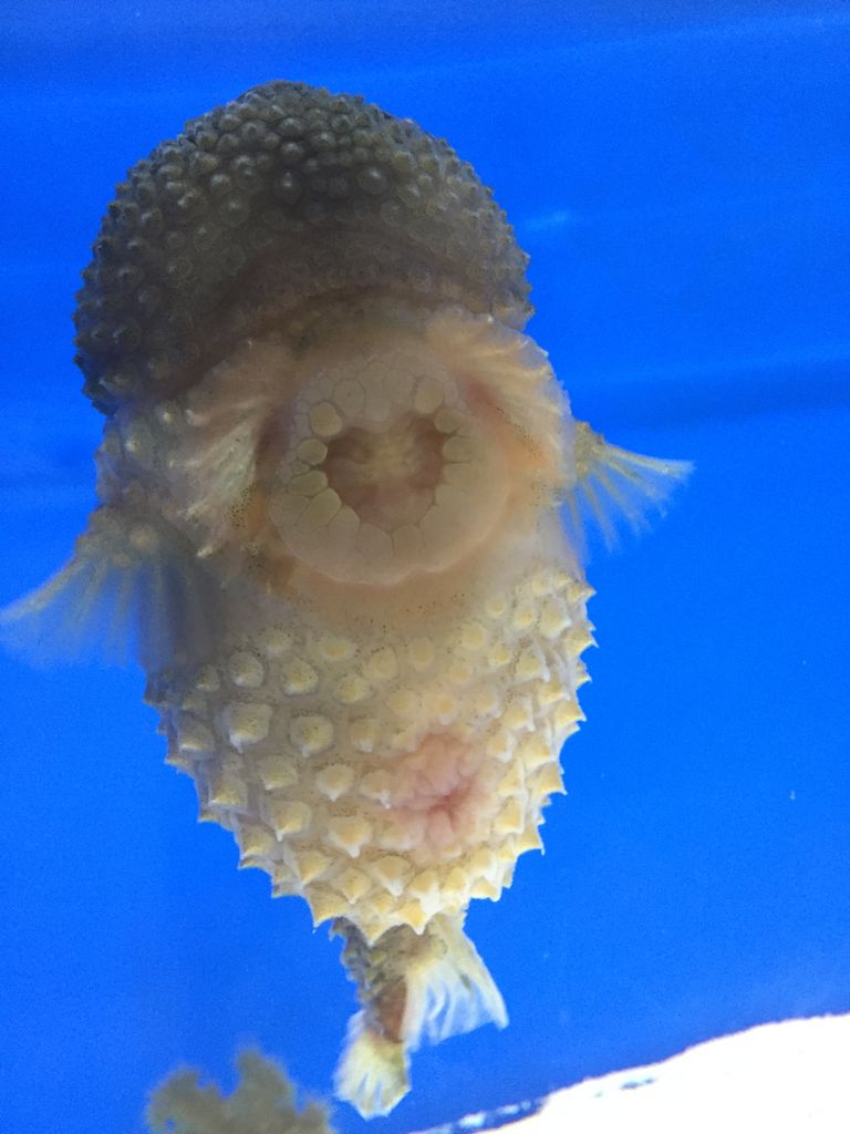 越前松島水族館 福井 地味にマンボウがいる水族館 ぷてらぽごんのお魚レポート 水族館ブログ 越前松島水族館 福井 地味にマンボウがいる水族館 ぷてらぽごんのお魚レポート 水族館ブログ