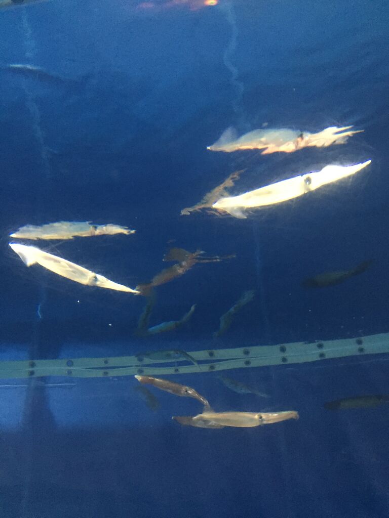浅虫水族館 青森 本州最北の地で極上のイルカショーを見る ぷてらぽごんのお魚レポート 水族館ブログ 浅虫水族館 青森 本州最北の地で極上のイルカショーを見る ぷてらぽごんのお魚レポート 水族館ブログ