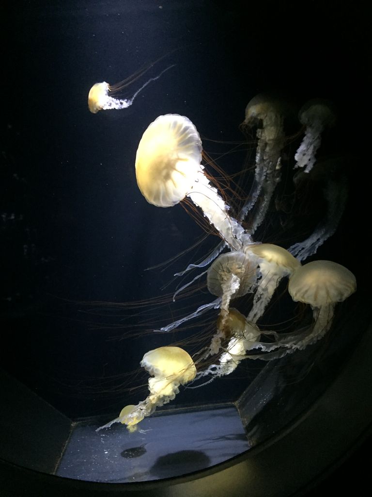 加茂水族館 山形 クラゲドリーム館 ぷてらぽごんのお魚レポート 水族館ブログ