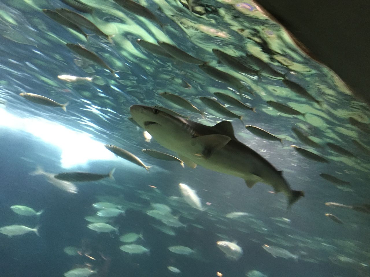 葛西臨海水族園 東京 夢の国 ぷてらぽごんのお魚レポート 水族館ブログ