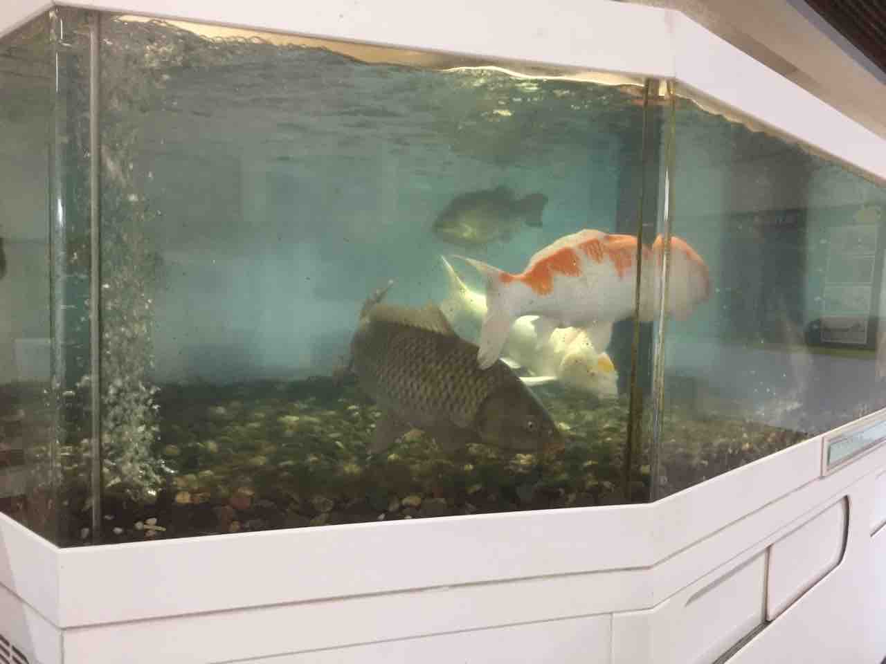 南郷水産センター 滋賀 コイがやばい滋賀の珍名所 ぷてらぽごんのお魚レポート 水族館ブログ