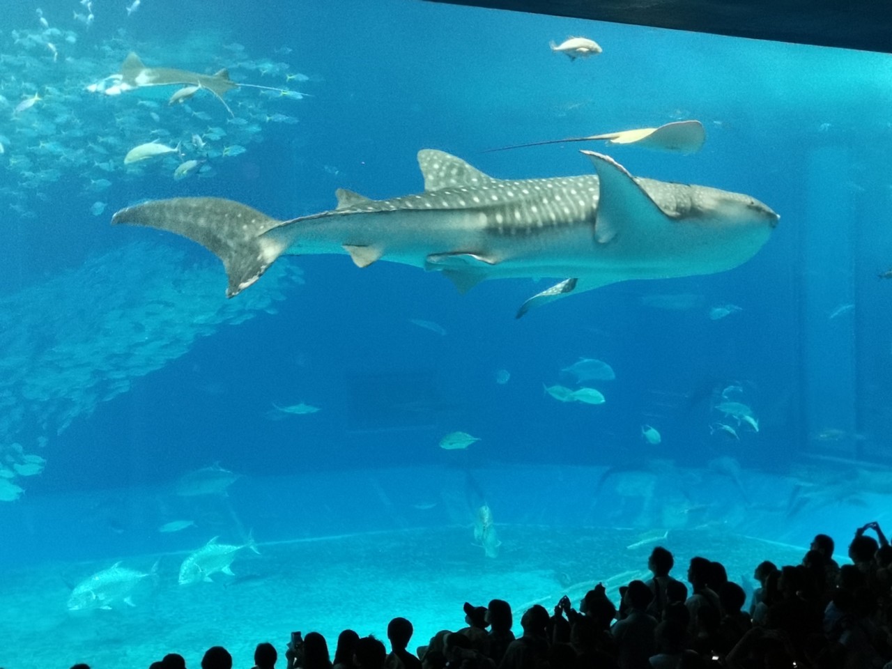 美ら海水族館 とジンベイザメのパン まんまるほっぺ のんびり楽しむ創作パン Powered By ライブドアブログ