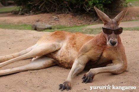 画像 マッチョすぎるカンガルー 金属バケツを素手でぺしゃんこにして自慢のマッスルを全力アピール ぷぅ速 画像 マッチョすぎるカンガルー 金属バケツを素手でぺしゃんこにして自慢のマッスルを全力アピール ぷぅ速