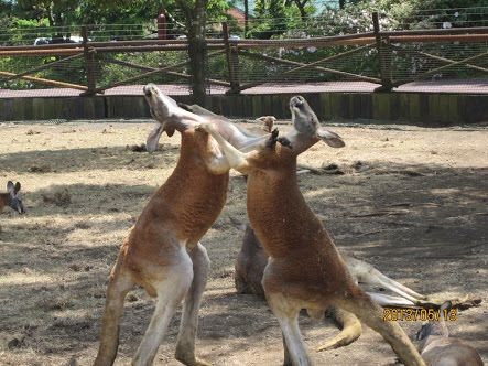 画像 マッチョすぎるカンガルー 金属バケツを素手でぺしゃんこにして自慢のマッスルを全力アピール ぷぅ速 画像 マッチョすぎるカンガルー 金属バケツを素手でぺしゃんこにして自慢のマッスルを全力アピール ぷぅ速