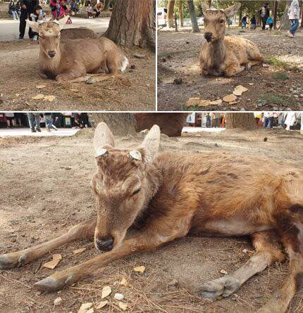 奈良の鹿が鹿煎餅屋を襲撃しない理由 ぷぅ速