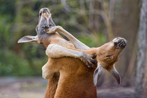 画像 マッチョすぎるカンガルー 金属バケツを素手でぺしゃんこにして自慢のマッスルを全力アピール ぷぅ速 画像 マッチョすぎるカンガルー 金属バケツを素手でぺしゃんこにして自慢のマッスルを全力アピール ぷぅ速