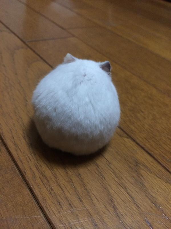 丸すぎるハムスター 動物の画像や動画で癒される ぷぅ速