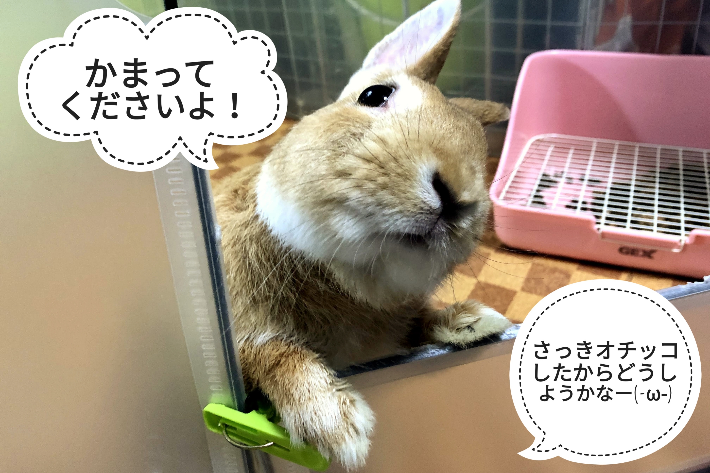 かまってくれないから ぺろぺろうさぎぷうの部屋