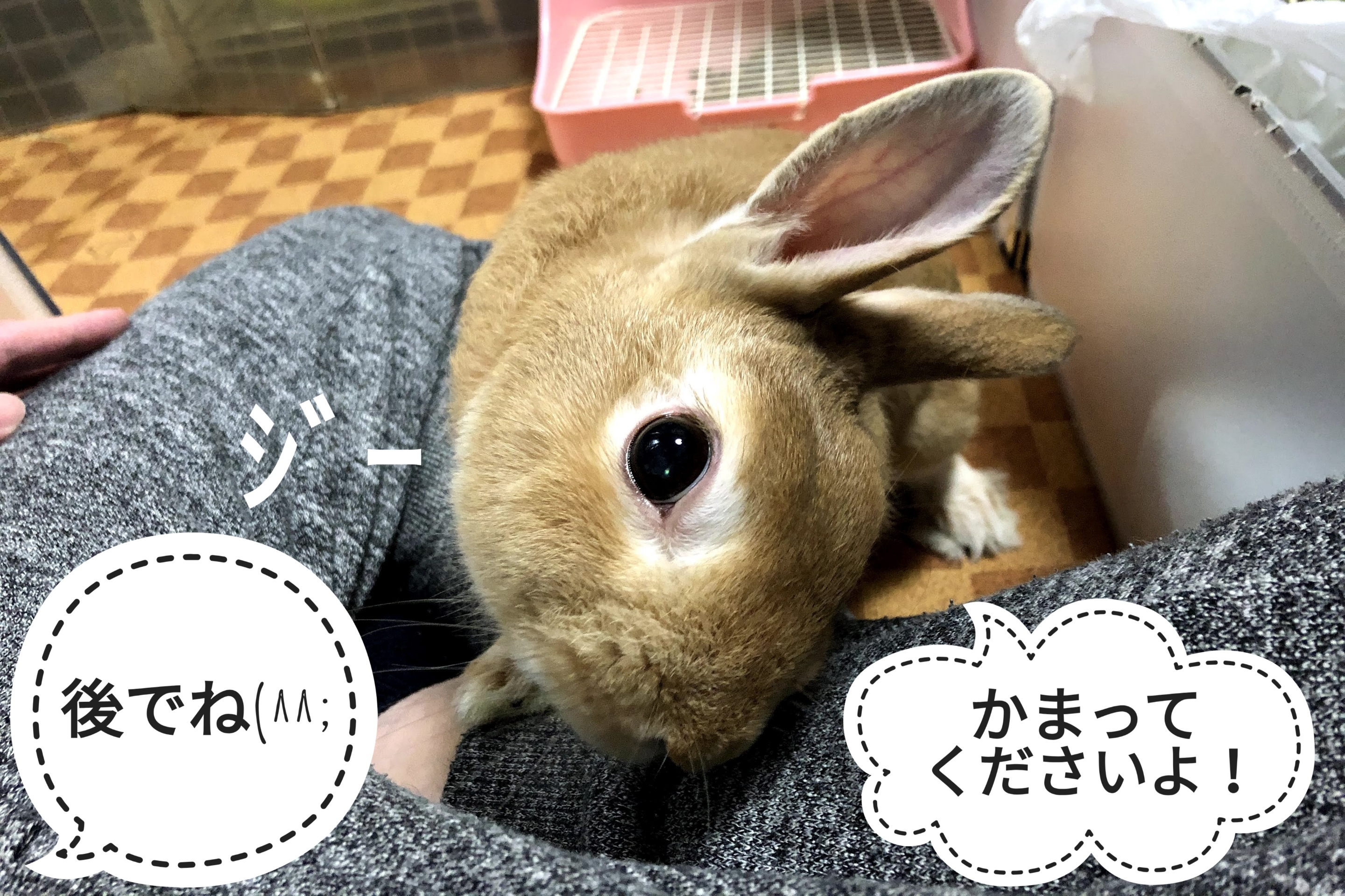 同じことの繰り返し ぺろぺろうさぎぷうの部屋