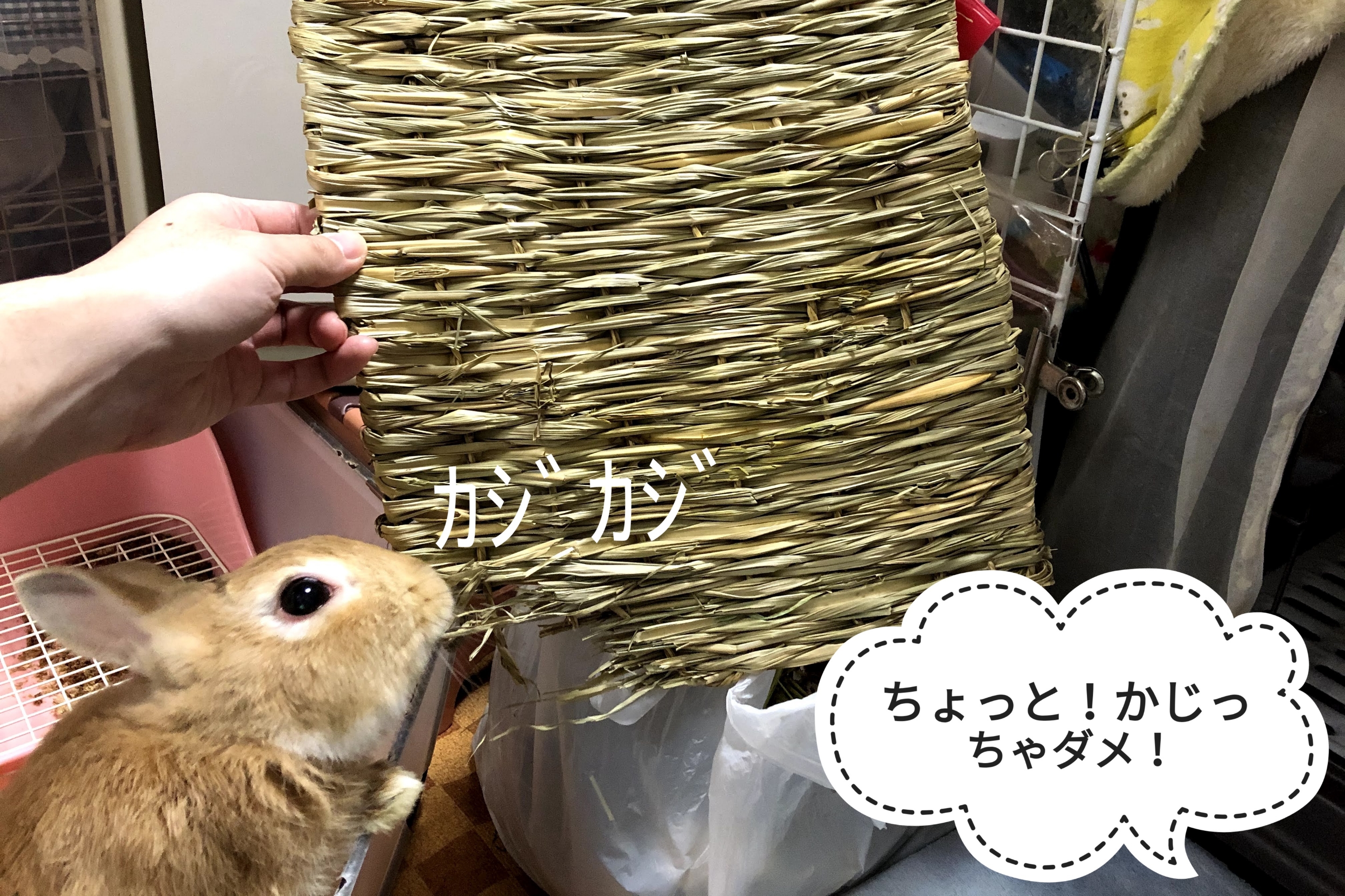 ミニ 翌日のマット ぺろぺろうさぎぷうの部屋