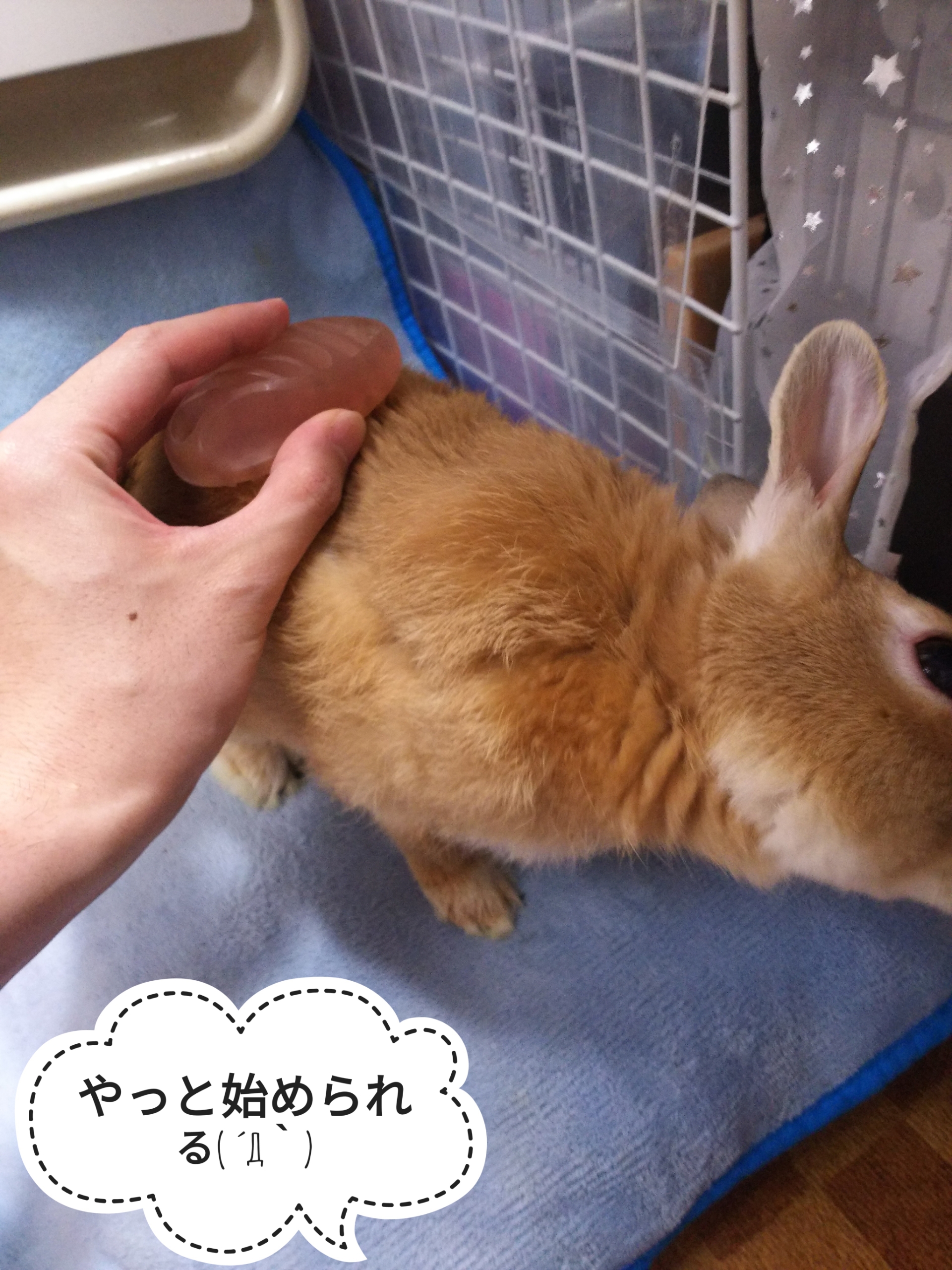 なかなか進まない ぺろぺろうさぎぷうの部屋