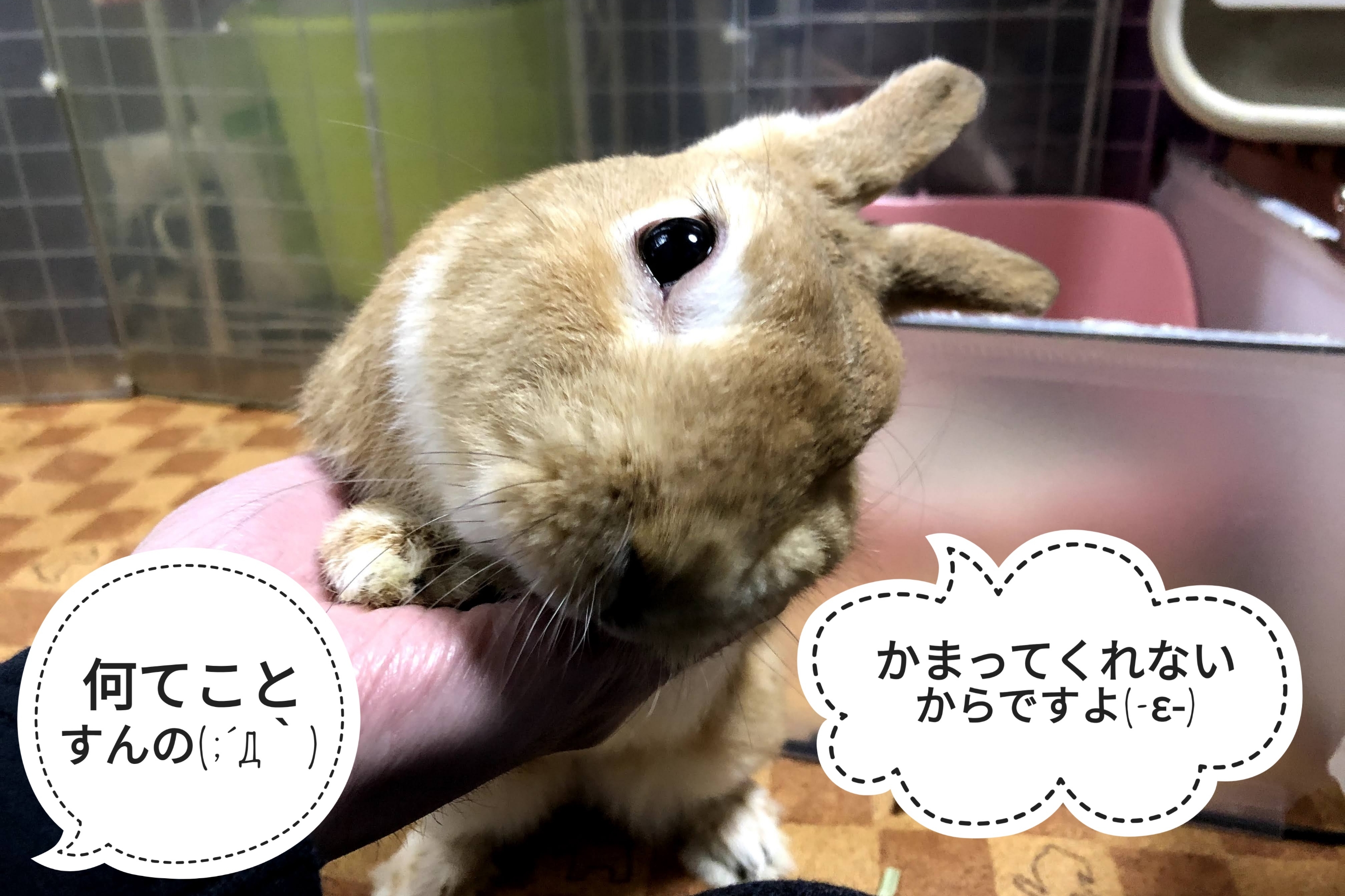 ミニ 本気噛み ぺろぺろうさぎぷうの部屋